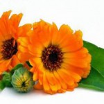 Полезные свойства и противопоказания цветков календулы в гинекологии полезные свойства и противопоказания календулы