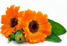 Полезные свойства и противопоказания цветков календулы в гинекологии полезные свойства и противопоказания календулы