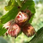 Полезные свойства и противопоказания орехов, масла и скорлупы фундука фундук полезные свойства и противопоказания