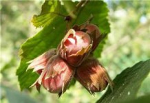 Полезные свойства и противопоказания орехов, масла и скорлупы фундука фундук полезные свойства и противопоказания