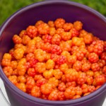 Ягода морошка: полезные свойства и противопоказания к употреблению Морошка