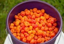 Ягода морошка: полезные свойства и противопоказания к употреблению Морошка