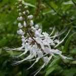 Почечный чай — ортосифон тычиночный: полезные свойства и противопоказания, как пить почечный чай полезные свойства и противопоказания