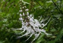 Почечный чай — ортосифон тычиночный: полезные свойства и противопоказания, как пить почечный чай полезные свойства и противопоказания