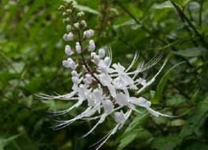 Почечный чай — ортосифон тычиночный: полезные свойства и противопоказания, как пить почечный чай полезные свойства и противопоказания