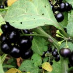 Растение санберри: полезные свойства и противопоказания Санберри