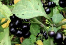 Растение санберри: полезные свойства и противопоказания Санберри