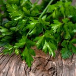 Петрушка: польза и вред для здоровья организма женщин и мужчин Петрушка