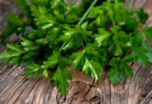 Петрушка: польза и вред для здоровья организма женщин и мужчин Петрушка