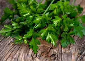 Петрушка: польза и вред для здоровья организма женщин и мужчин Петрушка