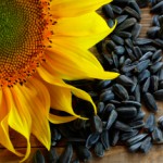 О пользе и вреде семечек подсолнуха для женщин и мужчин Семечки подсолнуха