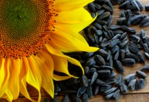 О пользе и вреде семечек подсолнуха для женщин и мужчин Семечки подсолнуха