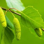 Лечебные свойства и противопоказания березовых почек: фото и народные рецепты березовые почки лечебные свойства и противопоказания