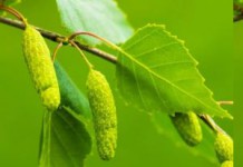 Лечебные свойства и противопоказания березовых почек: фото и народные рецепты березовые почки лечебные свойства и противопоказания