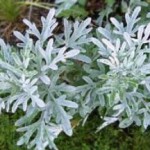 Трава полынь: лечебные свойства и противопоказания растения, кратко полынь горькая лечебные свойства и противопоказания