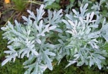 Трава полынь: лечебные свойства и противопоказания растения, кратко полынь горькая лечебные свойства и противопоказания