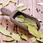 Лавровый лист: польза и вред известной приправы Лавровый лист