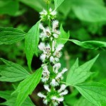 Спиртовая настойка пустырника инструкция по применению и противопоказания для детей настойка пустырника инструкция по применению противопоказания