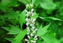 Спиртовая настойка пустырника инструкция по применению и противопоказания для детей настойка пустырника инструкция по применению противопоказания