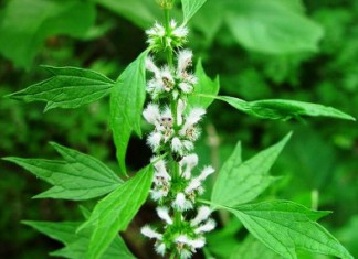 Спиртовая настойка пустырника инструкция по применению и противопоказания для детей настойка пустырника инструкция по применению противопоказания