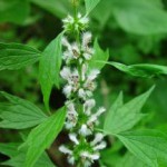 Трава пустырник: лечебные свойства и противопоказания для женщин, мужчин и детей трава пустырник лечебные свойства и противопоказания