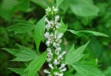 Трава пустырник: лечебные свойства и противопоказания для женщин, мужчин и детей трава пустырник лечебные свойства и противопоказания