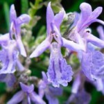 Трава розмарин: лечебные свойства и противопоказания эфирного масла и листьев розмарин лечебные свойства и противопоказания фото