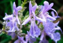 Трава розмарин: лечебные свойства и противопоказания эфирного масла и листьев розмарин лечебные свойства и противопоказания фото