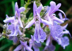 Трава розмарин: лечебные свойства и противопоказания эфирного масла и листьев розмарин лечебные свойства и противопоказания фото