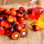 Вред и польза пальмового масла: как его можно использовать? Пальмовое масло