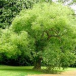 Софора японская в народной медицине, лечебные свойства плодов и меда софора японская лечебные свойства и противопоказания