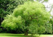 Софора японская в народной медицине, лечебные свойства плодов и меда софора японская лечебные свойства и противопоказания