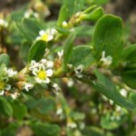 Как принимать траву спорыш для зачатия ребенка спорыш для зачатия как принимать