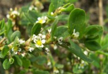 Как принимать траву спорыш для зачатия ребенка спорыш для зачатия как принимать