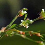 Трава спорыша: лечебные свойства и противопоказания, применение в гинекологии спорыш лечебные свойства и противопоказания