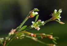 Трава спорыша: лечебные свойства и противопоказания, применение в гинекологии спорыш лечебные свойства и противопоказания