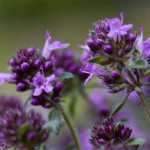 Трава тимьян: лечебные свойства и противопоказания масла и чая тимьян лечебные свойства и противопоказания