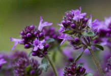 Трава тимьян: лечебные свойства и противопоказания масла и чая тимьян лечебные свойства и противопоказания