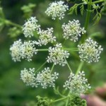 Черный тмин: полезные и лечебные свойства, противопоказания тмин полезные свойства и противопоказания фото