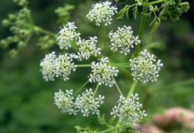 Черный тмин: полезные и лечебные свойства, противопоказания тмин полезные свойства и противопоказания фото