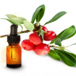 Трава толокнянка: лечебные свойства и противопоказания толокнянка лечебные свойства и противопоказания фото