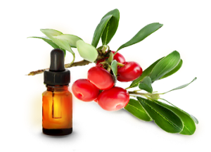 Трава толокнянка: лечебные свойства и противопоказания толокнянка лечебные свойства и противопоказания фото