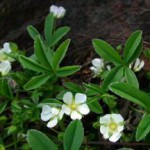 Применение корня лапчатки белой в народной медицине: экстракт и настойка при щитовидке лапчатка белая применение при щитовидной отзывы