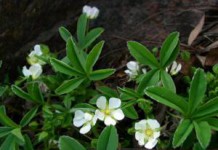 Применение корня лапчатки белой в народной медицине: экстракт и настойка при щитовидке лапчатка белая применение при щитовидной отзывы