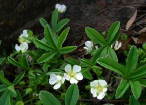 Применение корня лапчатки белой в народной медицине: экстракт и настойка при щитовидке лапчатка белая применение при щитовидной отзывы