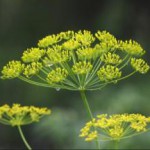 Семена укропа: полезные свойства и противопоказания в народной медицине семена укропа фото