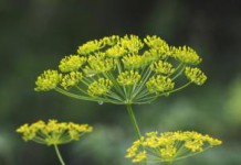 Семена укропа: полезные свойства и противопоказания в народной медицине семена укропа фото