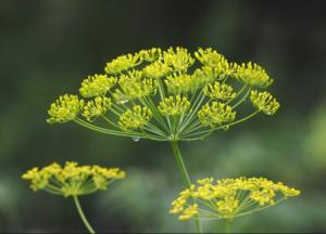 Семена укропа: полезные свойства и противопоказания в народной медицине семена укропа фото