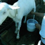 Уникальный состав козьего молока: полезные свойства и противопоказания Козье молоко