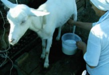 Уникальный состав козьего молока: полезные свойства и противопоказания Козье молоко